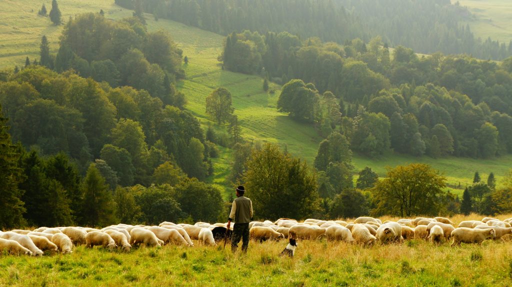 Shepherd & Friend