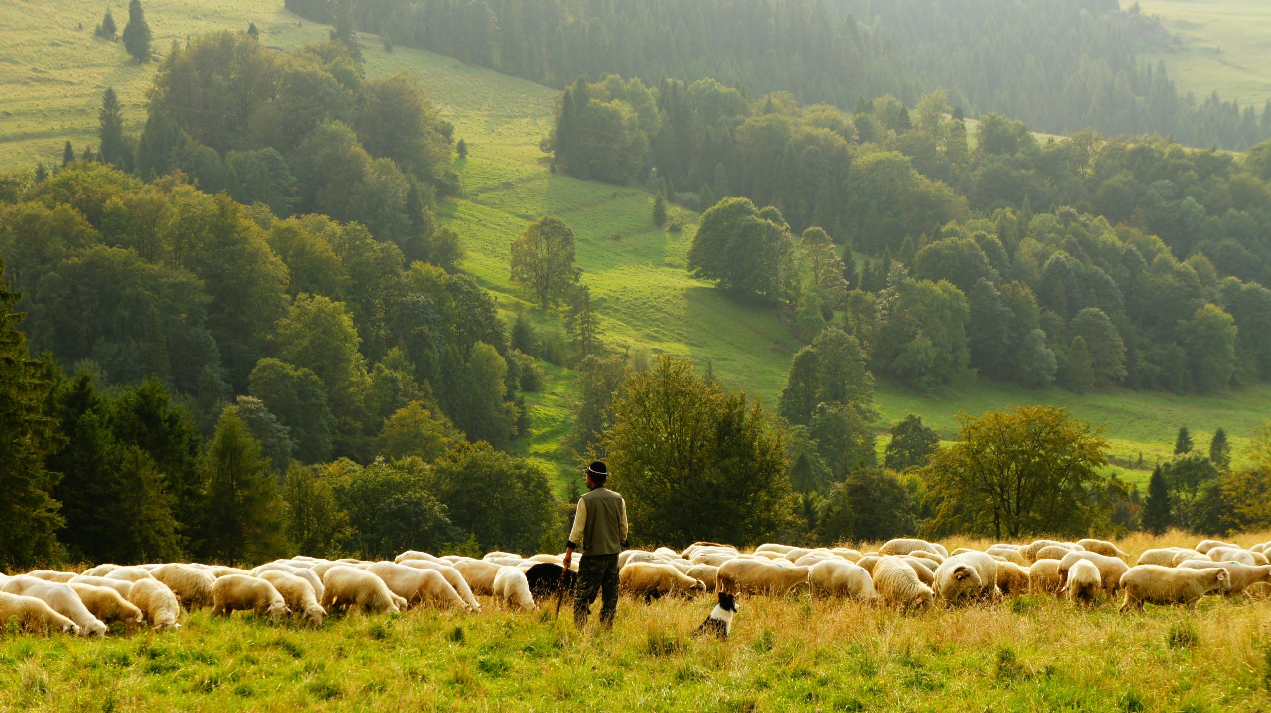 Shepherd & Friend