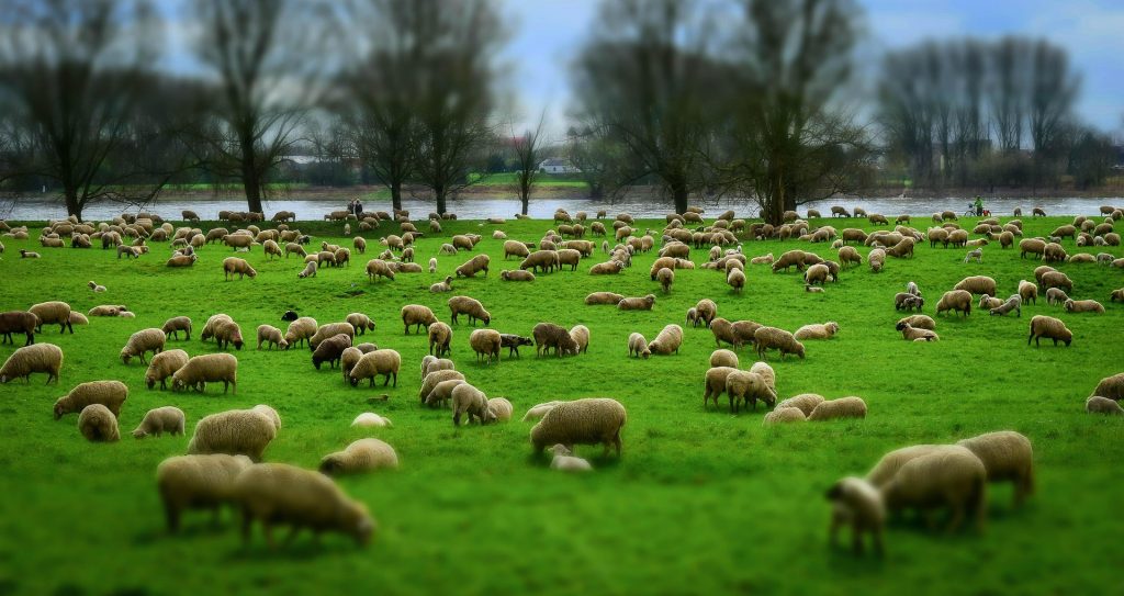 The Lord is My Shepherd