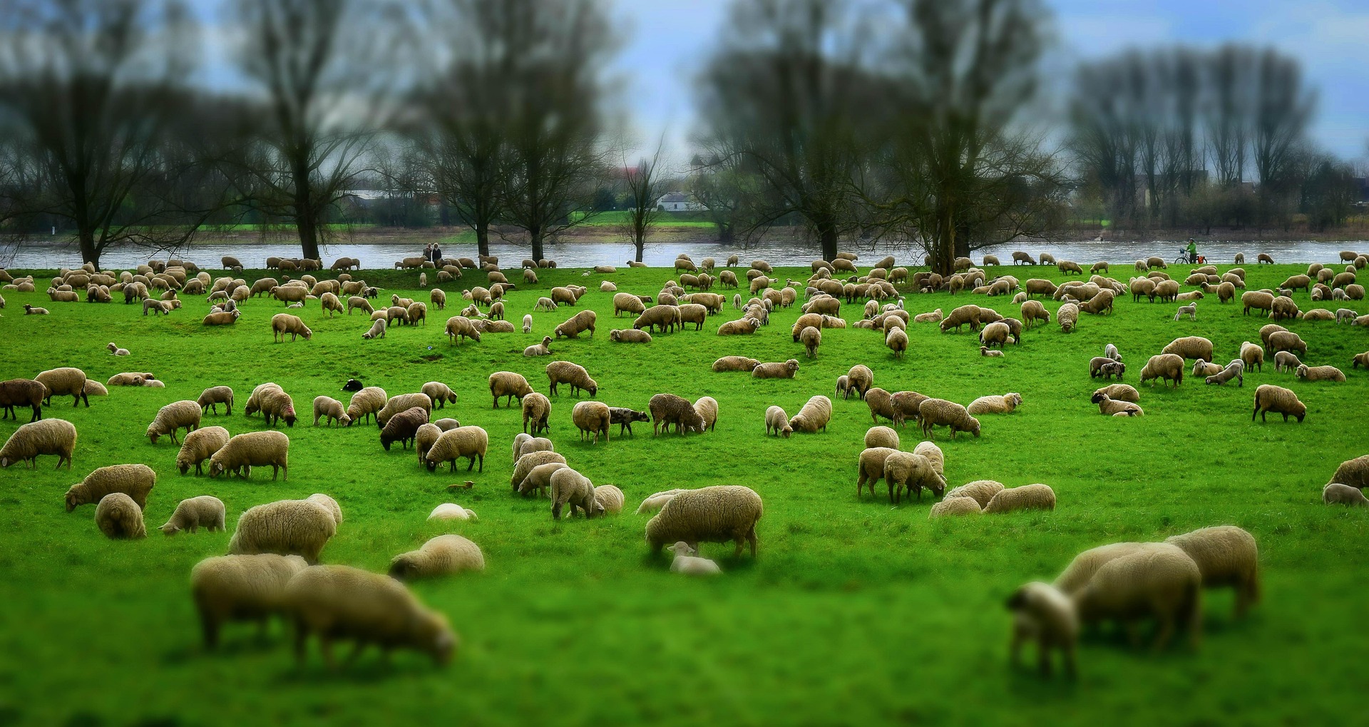 The Lord is My Shepherd